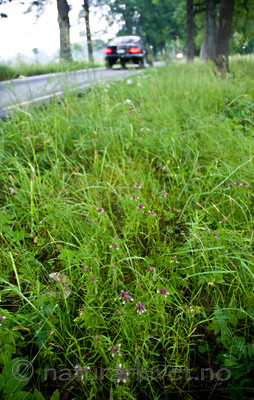 BB 10 0050 / Melampyrum cristatum / Kammarimjelle